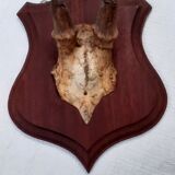 Hunting Trophy