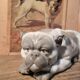 Ceramic English Bulldog