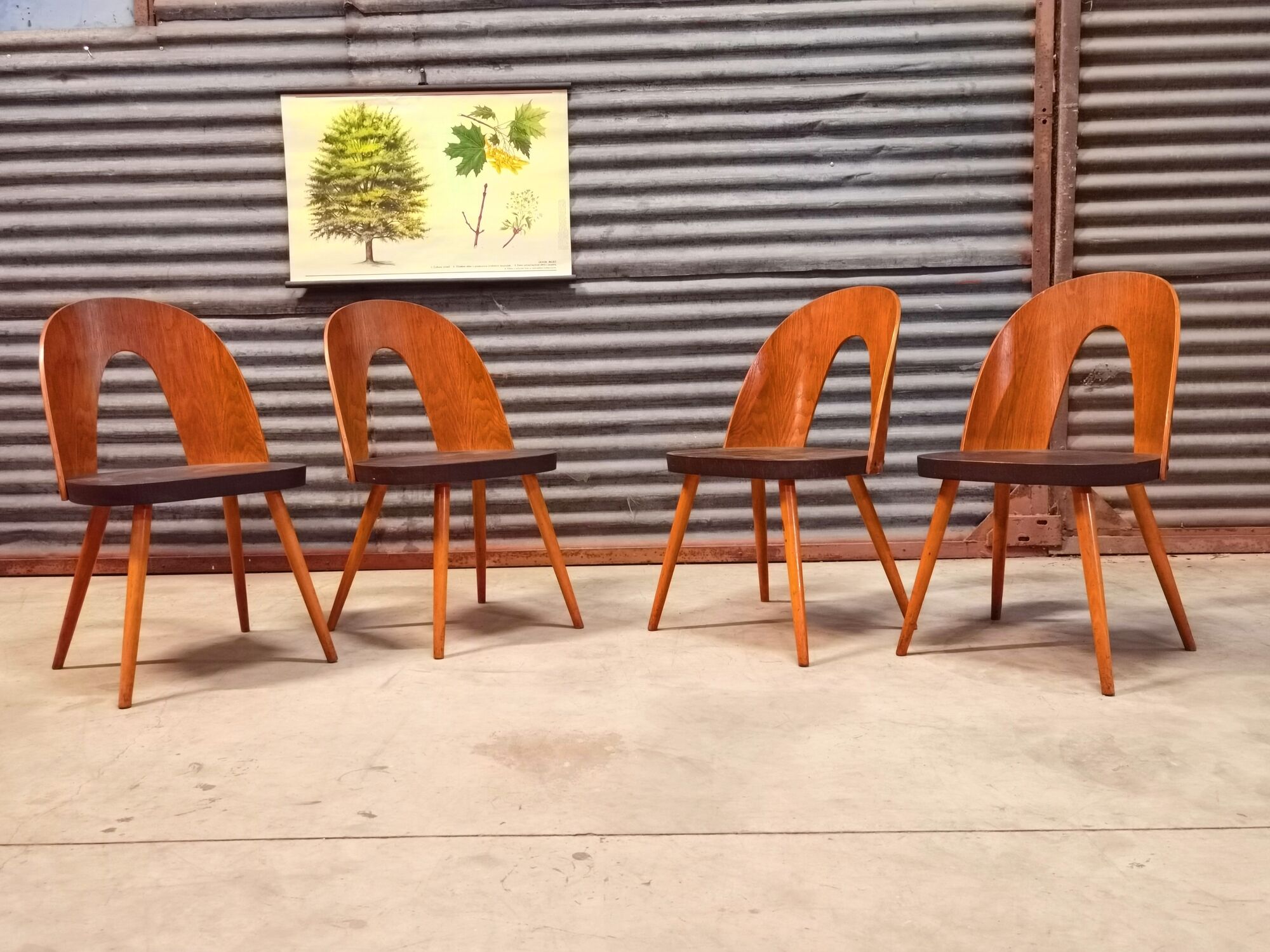 Set of 4 Antonin Suman chairs for Tatra Nabytok 1960