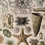 Lithograph on oceanography - 1900