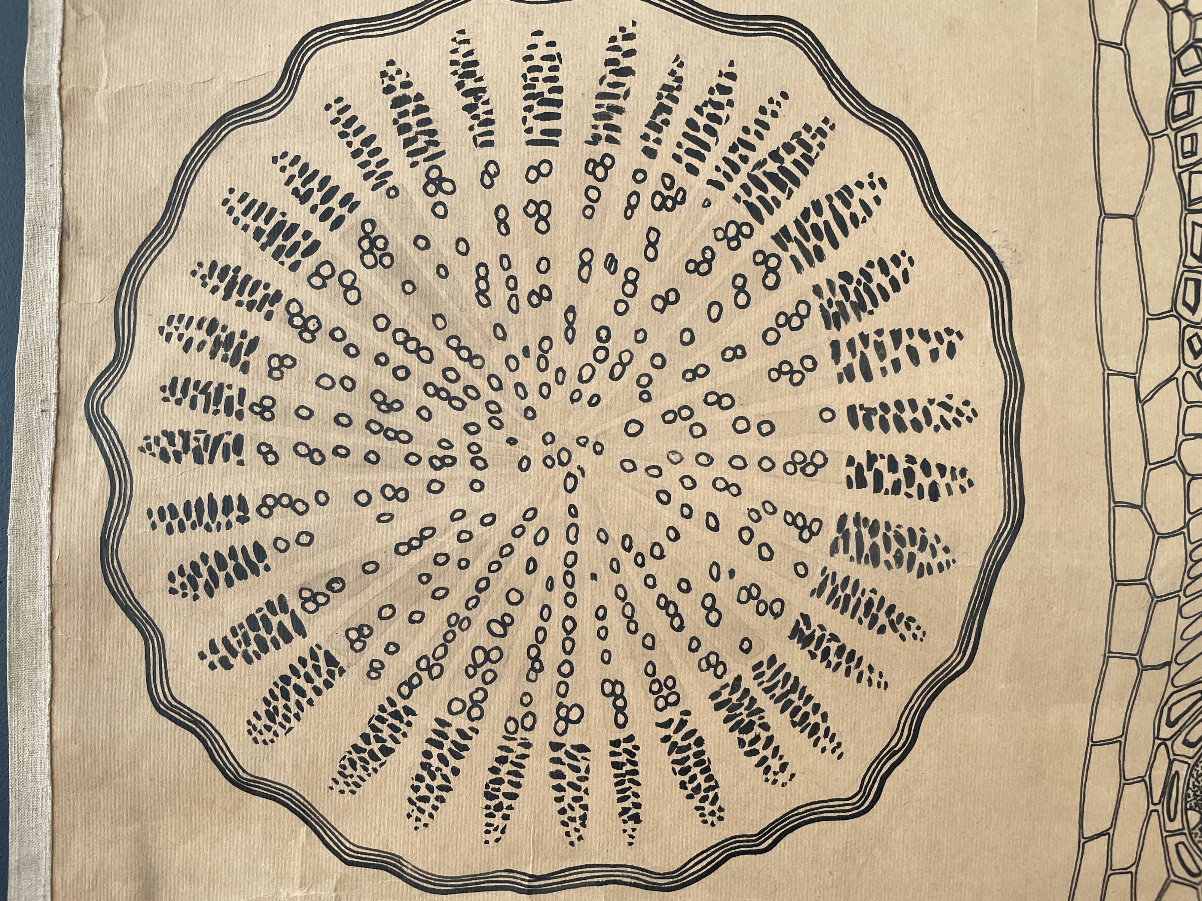 Vintage botanical poster wall board 1970's hand made pharmaceutical university