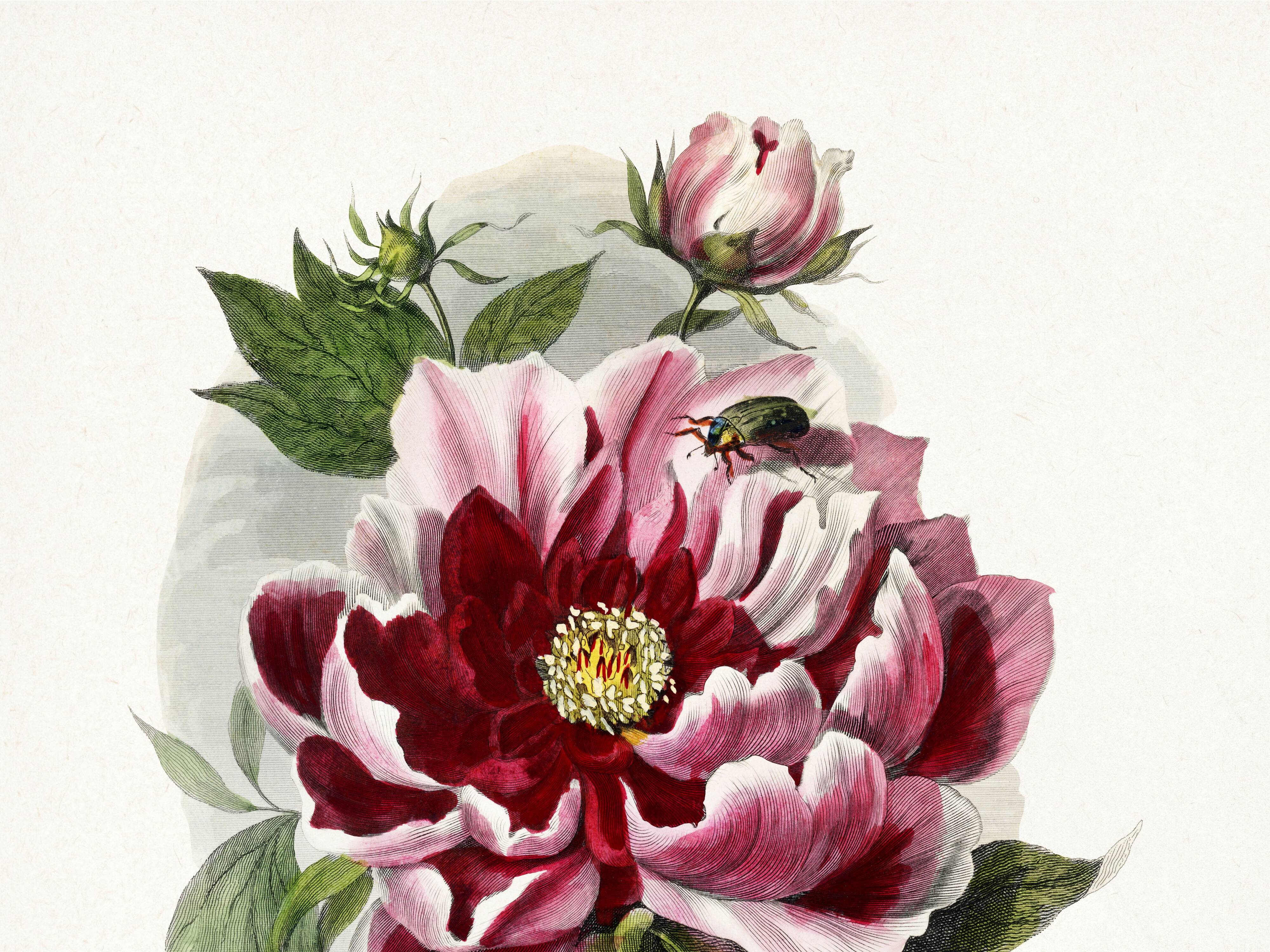 Poster about peonies, based on an old engraving from 1842.