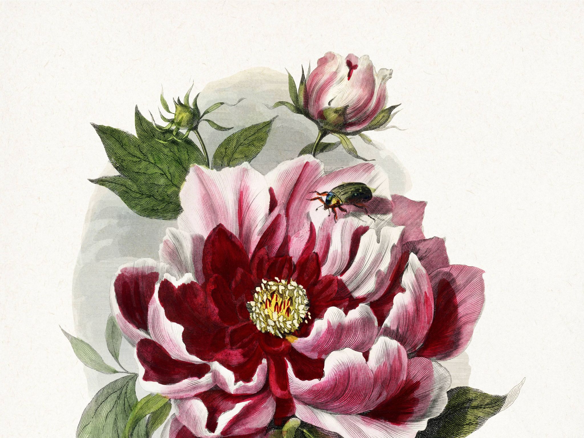 Affiche sur le pivoine, d’après une gravure ancienne de 1842.