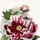 Poster about peonies, based on an old engraving from 1842.
