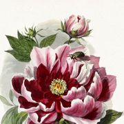Affiche sur le pivoine, d’après une gravure ancienne de 1842.