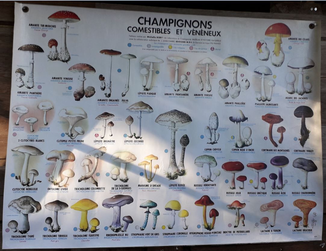 School poster / m.d.i / mushrooms edible and poisonous 1975