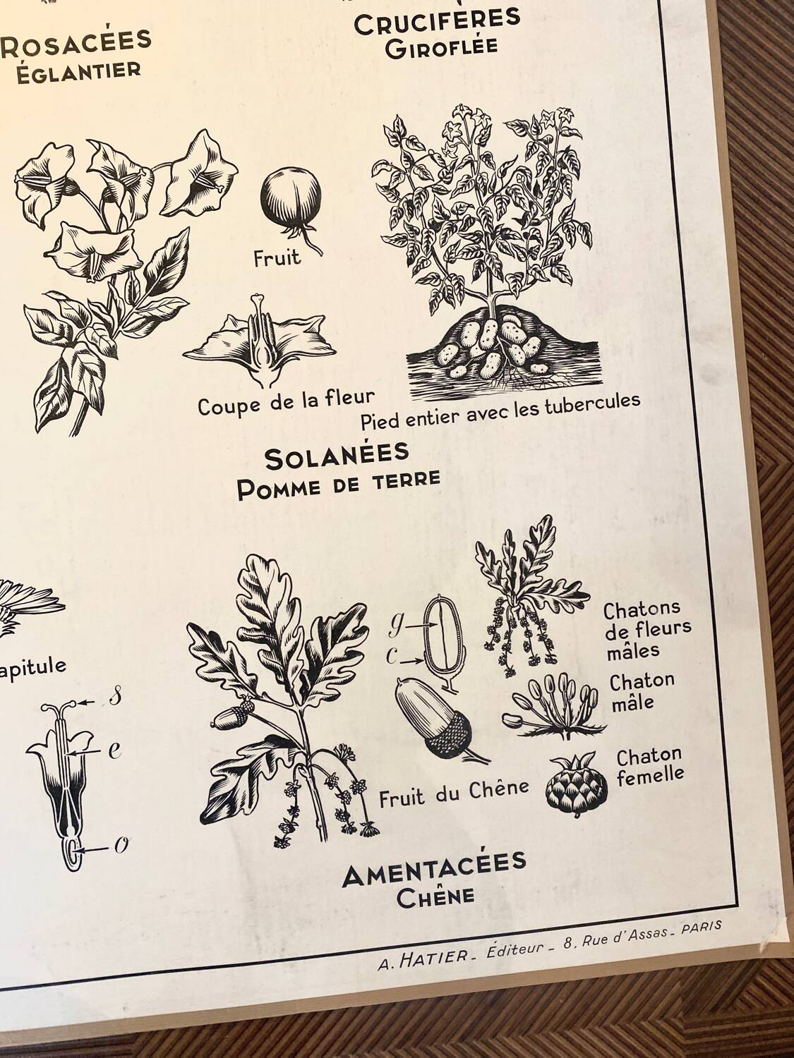 Old school poster vintage botanical poster