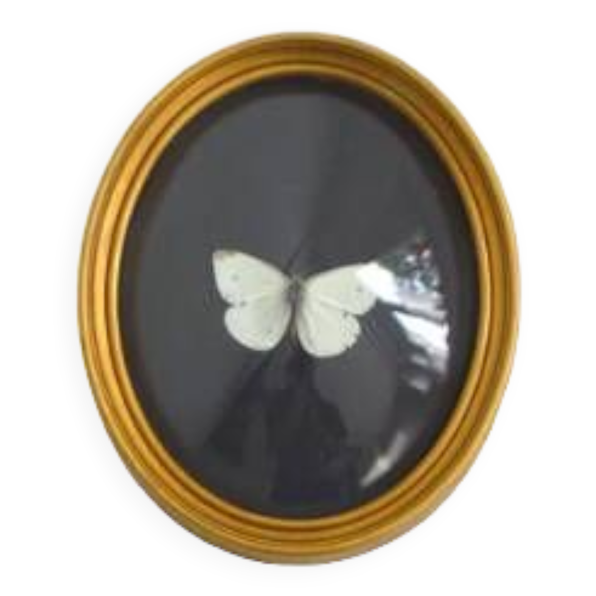 Butterfly frame under curved glass