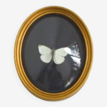 Butterfly frame under curved glass