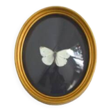 Butterfly frame under curved glass