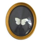 Cadre papillon sous verre bombé