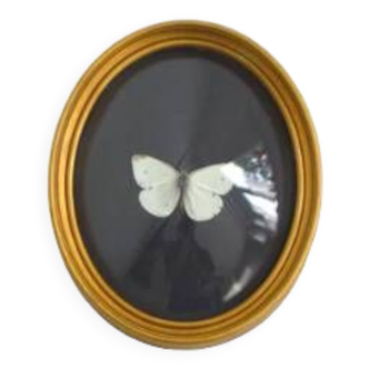 Butterfly frame under curved glass