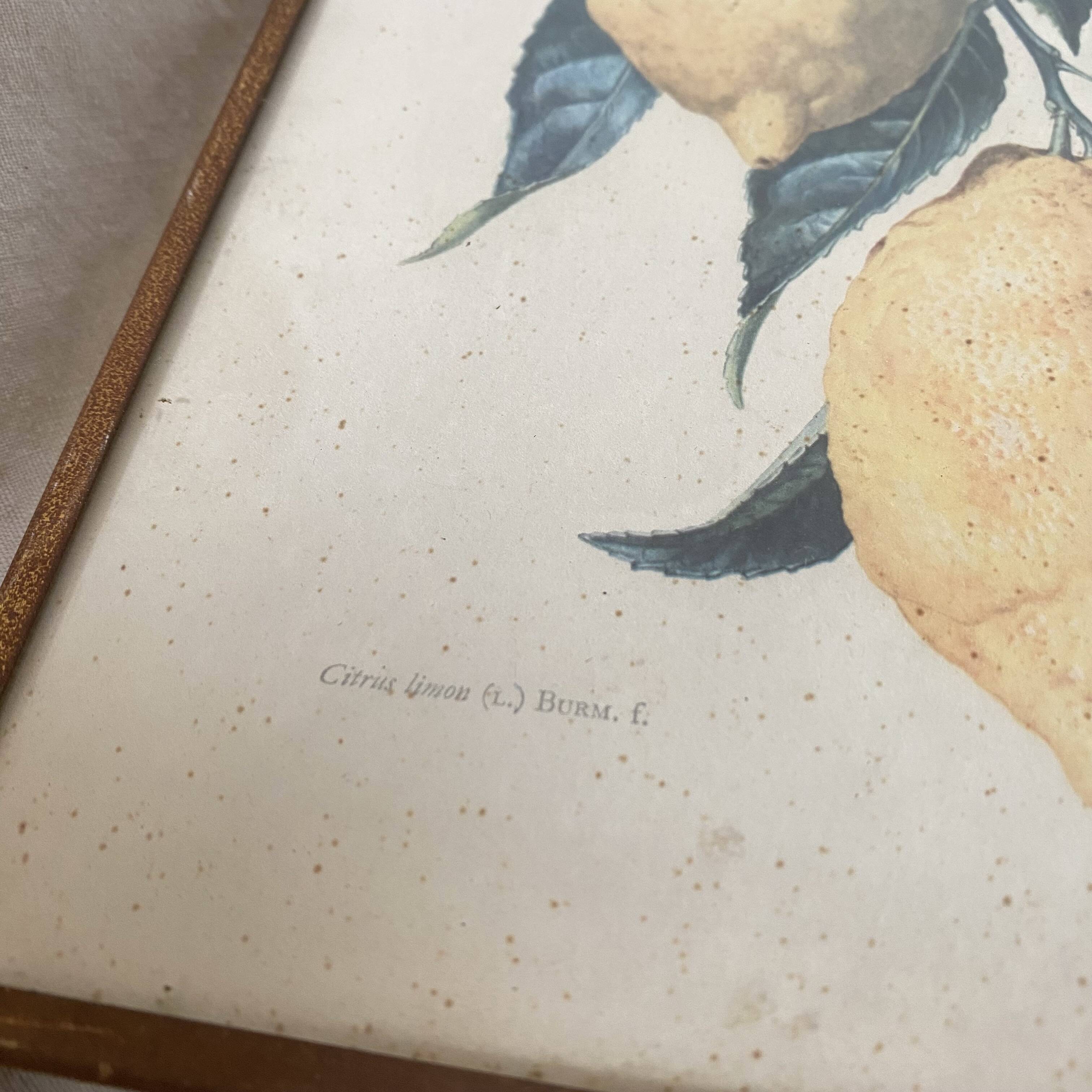 Botanical posters, flower and lemon lithographs, metal frame