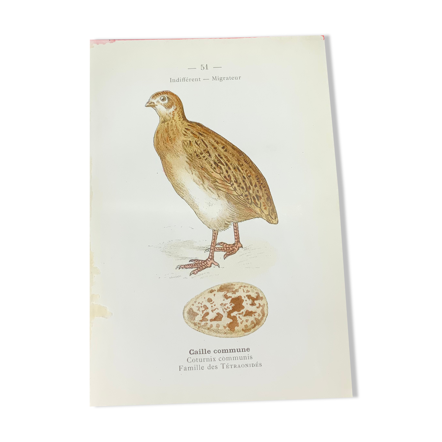 Naturalist plate old birds double-sided engraving work 1908 G. Denise