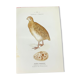 Naturalist plate old birds double-sided engraving work 1908 G. Denise