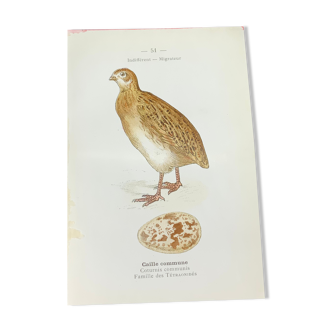Naturalist plate old birds double-sided engraving work 1908 G. Denise
