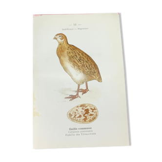 Planche naturaliste ancienne oiseaux gravure double face ouvrage 1908 G. Denise