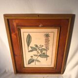 Former botanical plank vegan tampon relief with wood frame