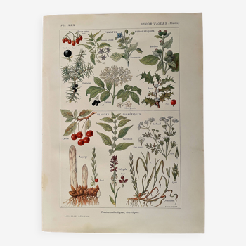 Illustrated page on sudorific plants -1950