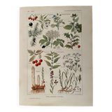 Illustrated page on sudorific plants -1950