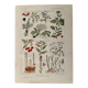 Illustrated page on sudorific plants -1950