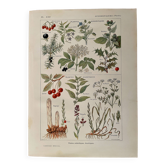 Illustrated page on sudorific plants -1950