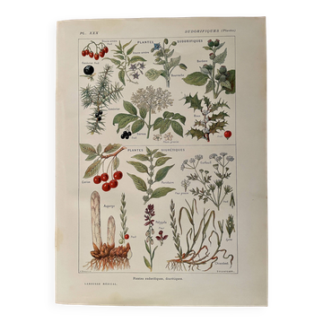 Planche illustrée sur les plantes sudorifiques -1950