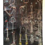 Ancient anatomical poster