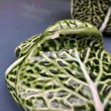 Cabbage bubble