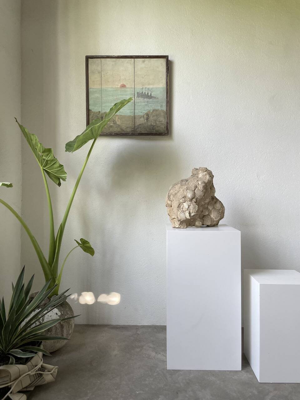 Fossil sedimentary rock and shell