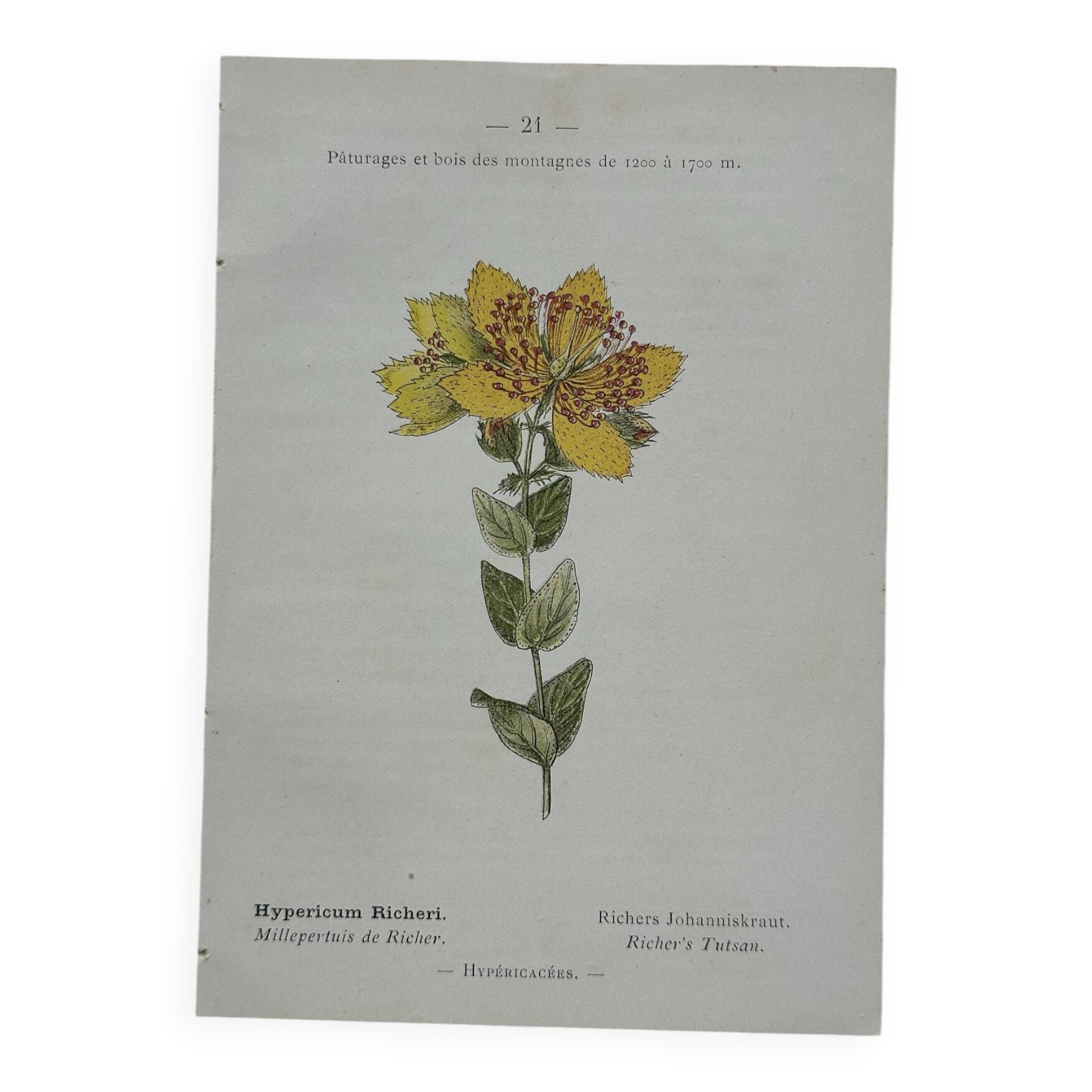 Botanical Plate 1800 Old naturalist engraving 19th century double-sided