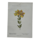 Botanical Plate 1800 Old naturalist engraving 19th century double-sided