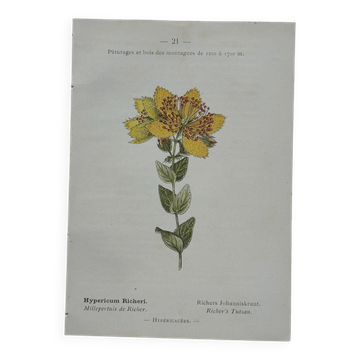 Botanical Plate 1800 Old naturalist engraving 19th century double-sided