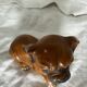 Ceramic dog
