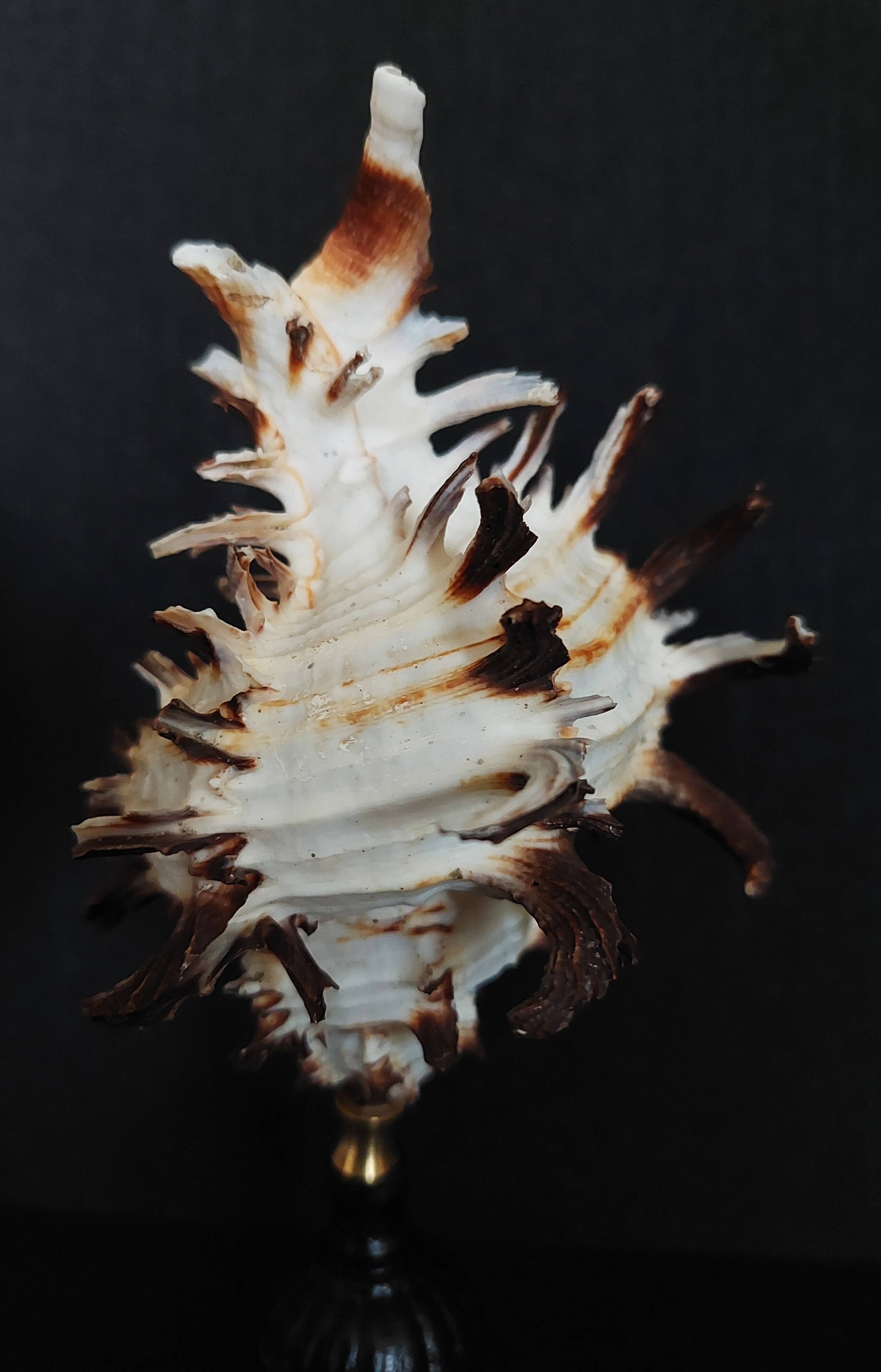 Cabinet of Curiosities hexaplex cichoreum shell on base
