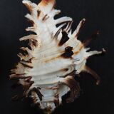 Cabinet of Curiosities hexaplex cichoreum shell on base