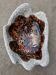 Large ceramic bowl lava Vallauris 1970s