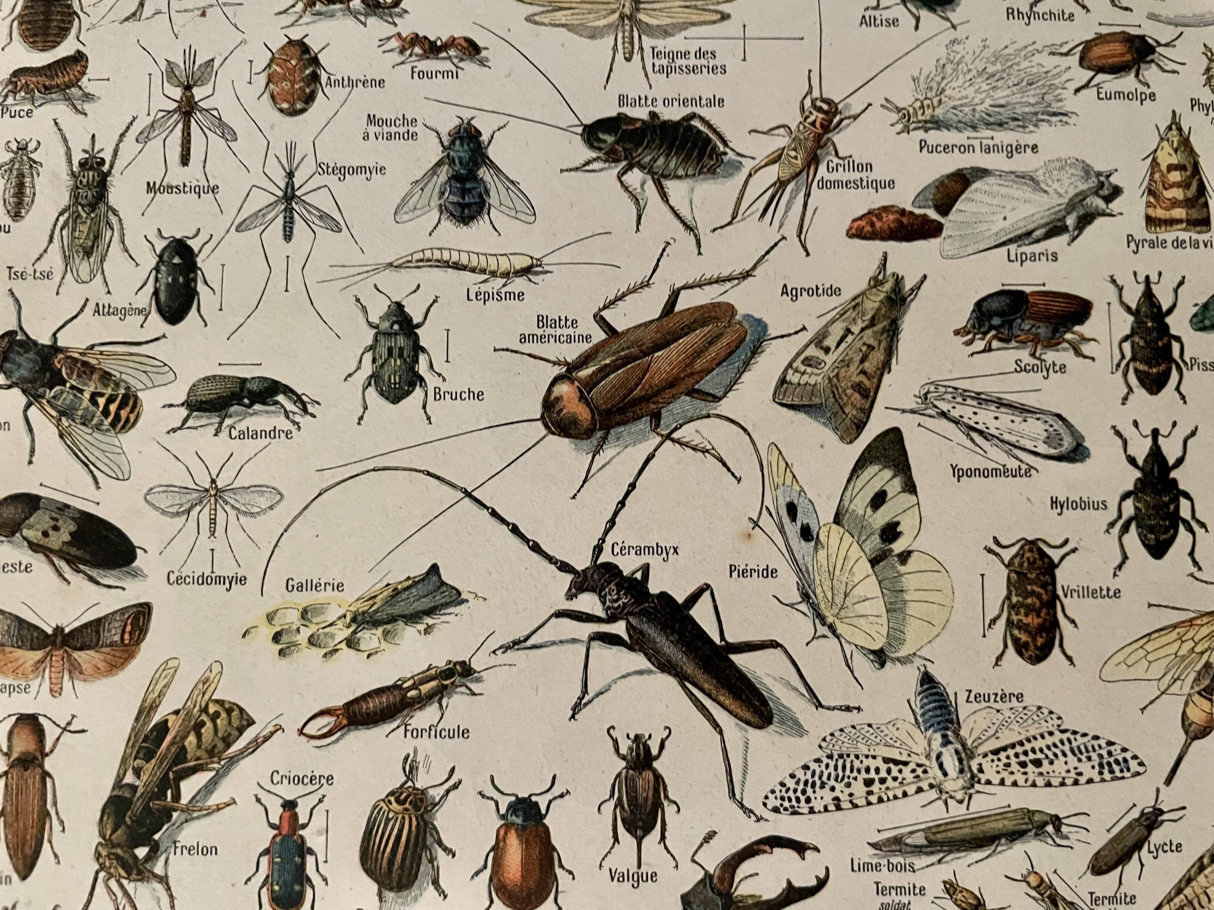 Lithograph on insects 1922