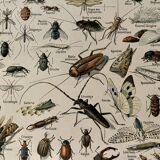 Lithograph on insects 1922