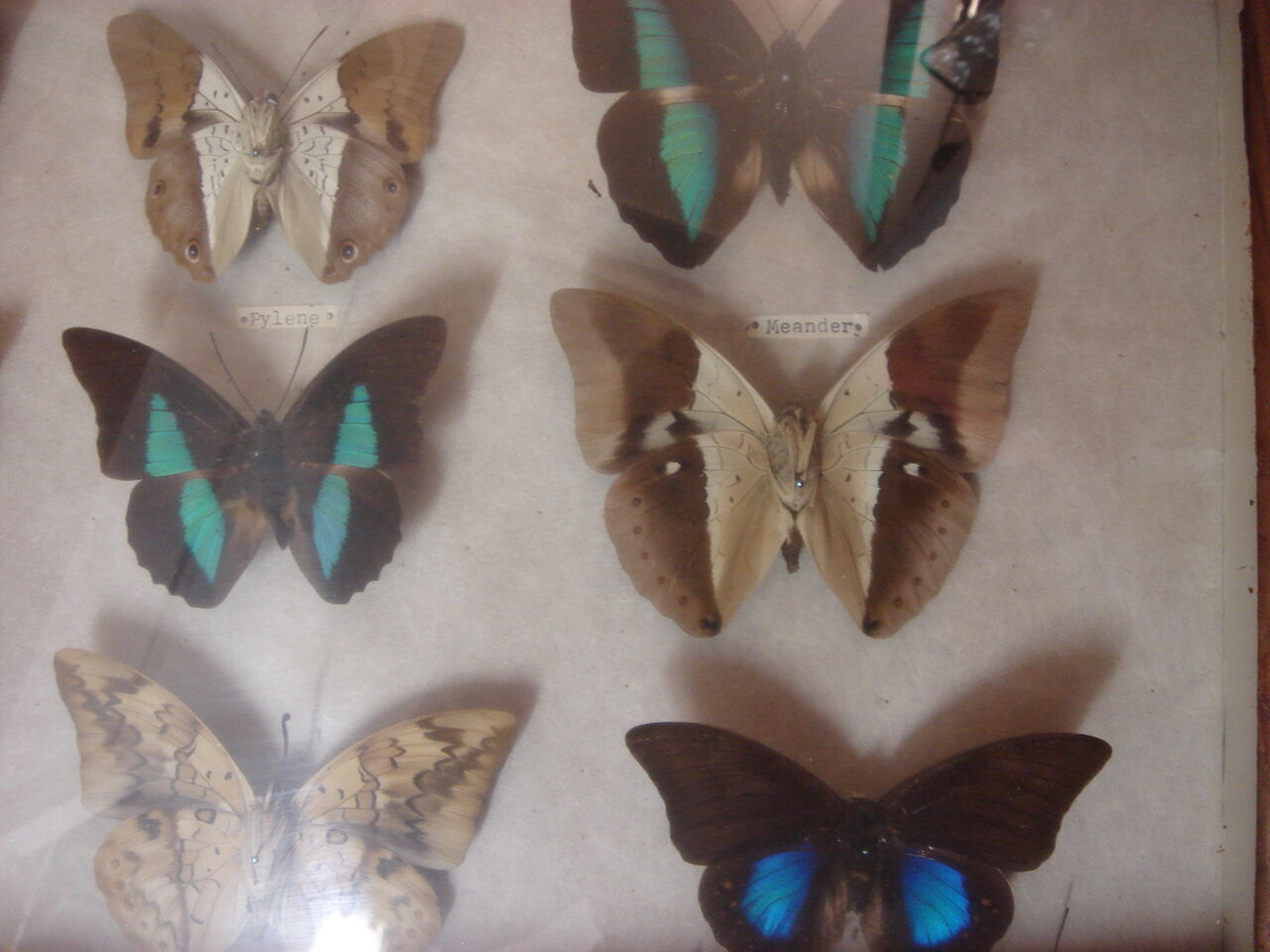 Naturalized butterflies, 1960/70, wooden box and glass