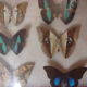 Naturalized butterflies, 1960/70, wooden box and glass