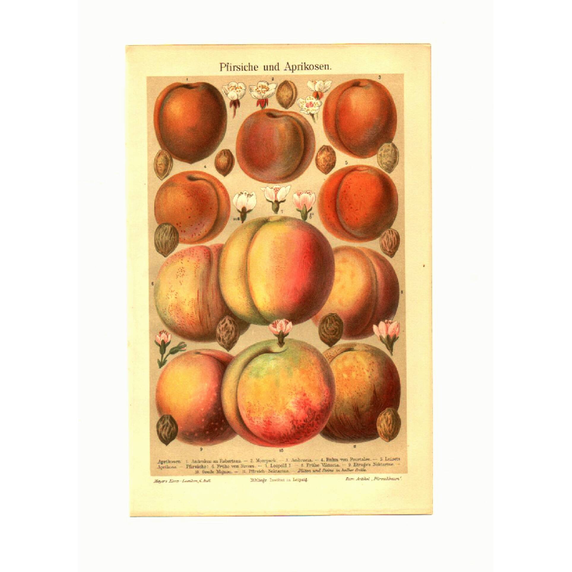 Botanical engraving from 1904 - Peaches and apricots - Orchard fruit plate