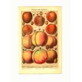 Botanical engraving from 1904 - Peaches and apricots - Orchard fruit plate