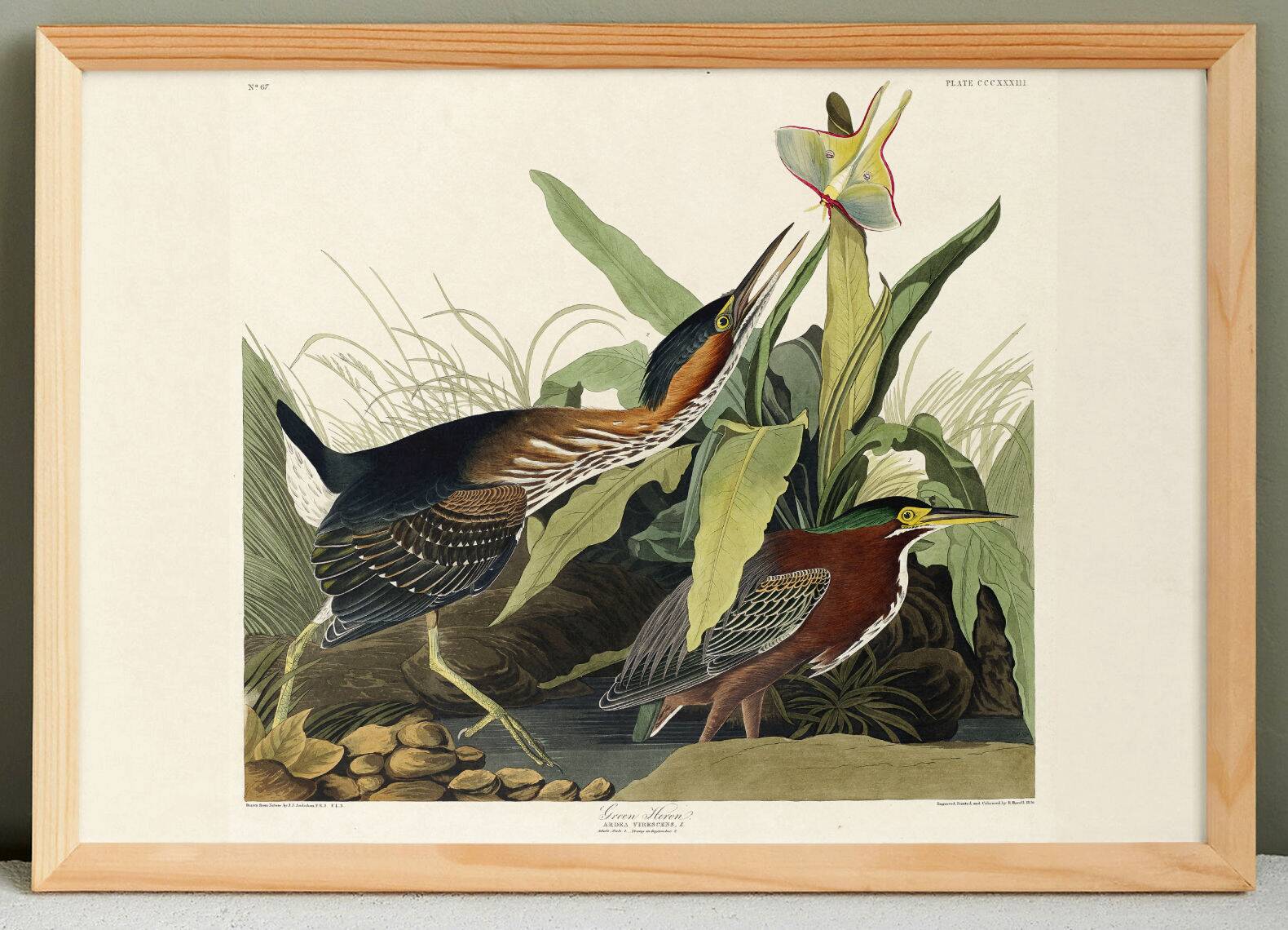 Poster about the Green Heron, based on an old engraving from 1827.