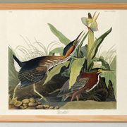Poster about the Green Heron, based on an old engraving from 1827.