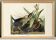 Poster about the Green Heron, based on an old engraving from 1827.