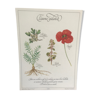 Planche botanique vintage