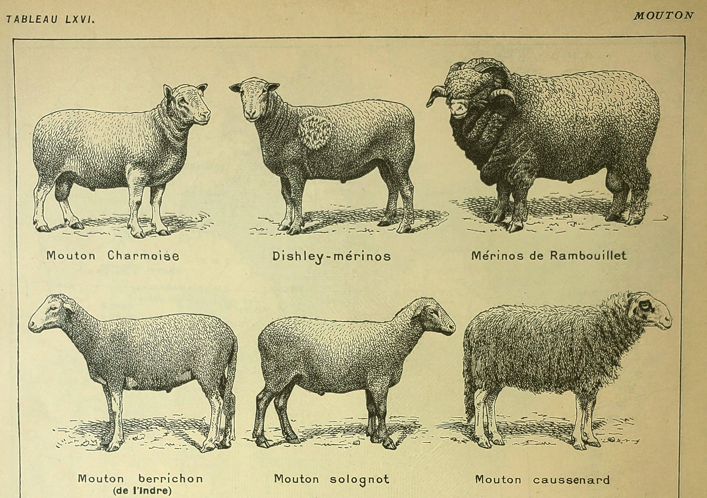 Antique engraving - 1921 by A. Richard - Sheep - Vintage farm plate