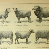 Antique engraving - 1921 by A. Richard - Sheep - Vintage farm plate