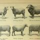 Antique engraving - 1921 by A. Richard - Sheep - Vintage farm plate